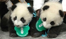 熊猫飞飞最新爆料,娱乐圈最新爆料大揭秘！