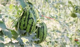 吃瓜视频的网红,揭秘吃瓜视频网红的爆红之路